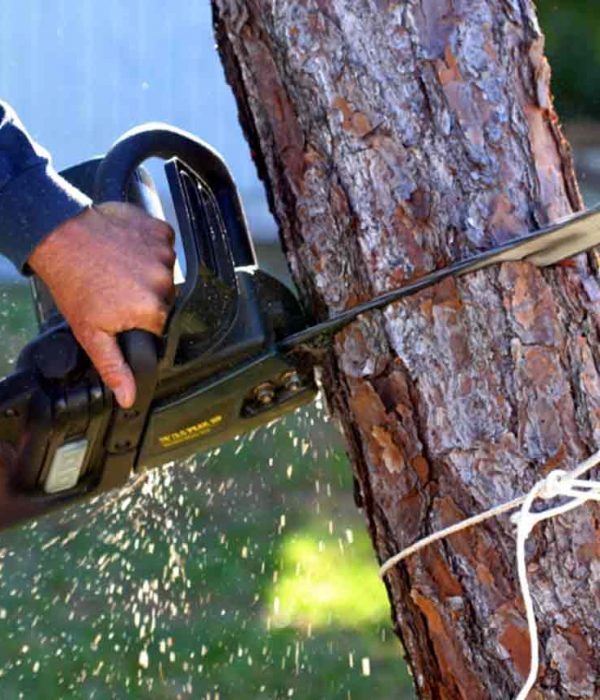 WoW Tree Removal Services In Edmonton