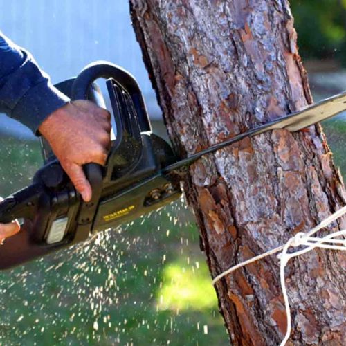 Tree-Removal-Tips